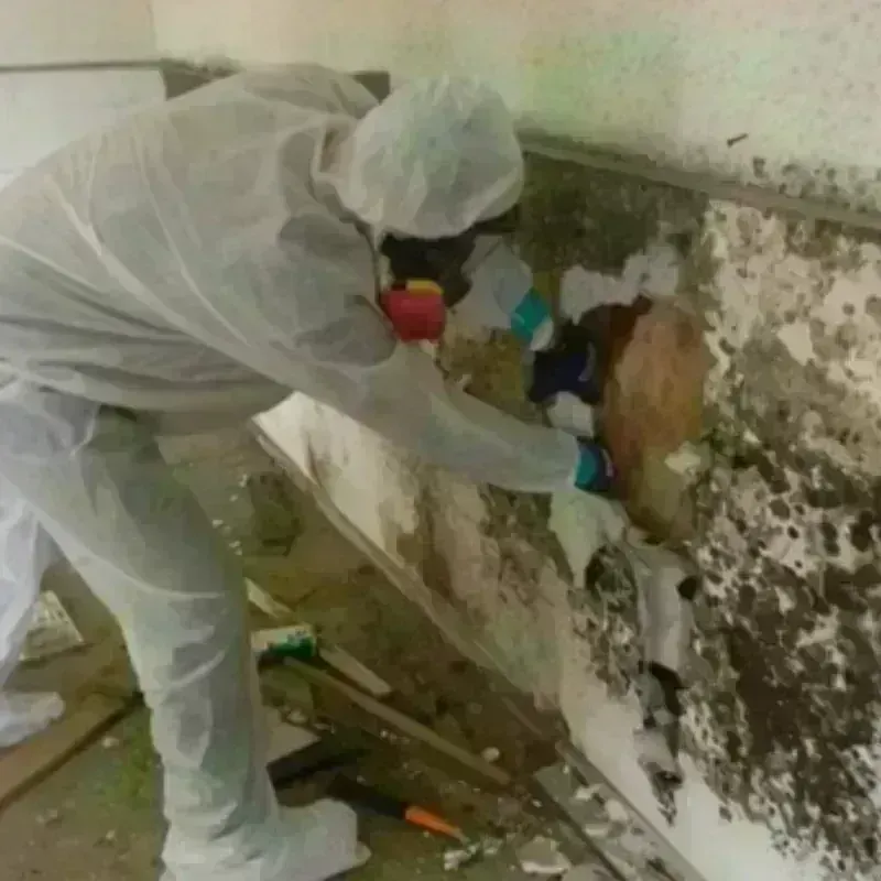 Mold Remediation and Removal in Las Ollas, PR